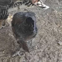 غاز مرغ اردک روسی بوقلمون|حیوانات مزرعه|چیتاب, |دیوار