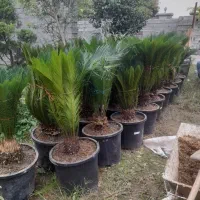 سیکاس گلدان ۶۰