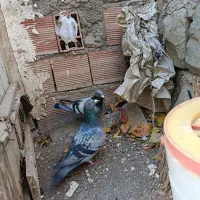 دوبر ماده دو عدد