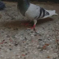 شهری سبز ماده