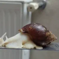 حلزون|خزنده|شیراز, فرگاز|دیوار