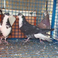 کبوتر|پرنده|خمینی‌شهر, |دیوار