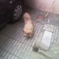 سگ پامر