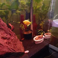 آکواریوم با وسایل|ماهی|اصفهان, بهارستان|دیوار