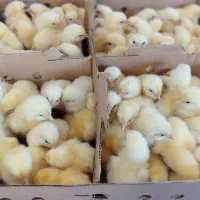 جوجه گوشتی راس 308