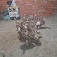 بیست عددبوقلمون|حیوانات مزرعه|خاو و میرآباد, |دیوار