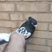 سینه سیاه درشت دوری|پرنده|اهواز, کیانپارس |دیوار