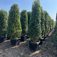 درختچه یاس هلندی قیچی خورده ، گیاه فضای سبز بیرونی|گل و گیاه طبیعی|تهران, مجیدآباد|دیوار