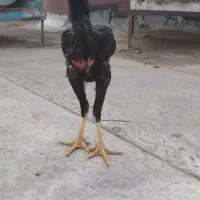 جوجه خروس خسک۵ماهه