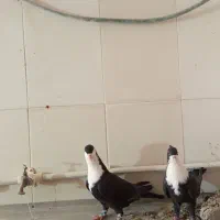 کراواتی|پرنده|تربت‌حیدریه, بیمارستان رازی|دیوار