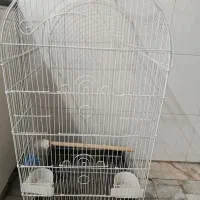 توجه ««قفس کاسکویی خیلی بزرگ عروس»»|لوازم جانبی حیوانات|گرگان, |دیوار