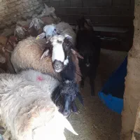 قیمت تر از همه جا گوسفند زنده پخش در پایتخت