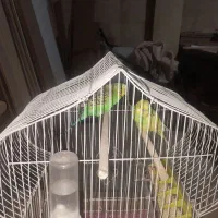 جفت عروس هلندی|پرنده|تهران, شهید رجایی|دیوار