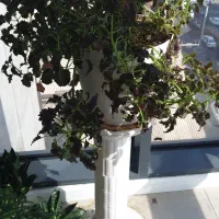 فروش گل آپارتمانی|گل و گیاه طبیعی|تهران, جردن|دیوار