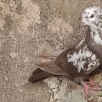 5دونه جونه دمی همه چی تموم|پرنده|زاغه, |دیوار