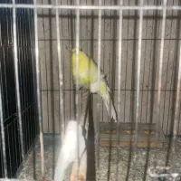 قناری فر نر