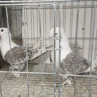 کبوتر بلژیکی تزئینی .چند جفت