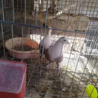 جفتی رنگی