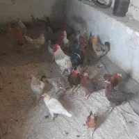 مرغ و طیور|حیوانات مزرعه|مسجد سلیمان, |دیوار