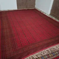 فرش دستباف ترکمنی|فرش|گنبد کاووس, |دیوار