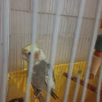 طوطی رام دستی|پرنده|هشتگرد, هشتگرد قدیم|دیوار