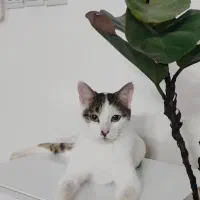 واگذاری رایگان گربه ناز عقیم شده