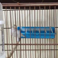 قناری ماده سفید