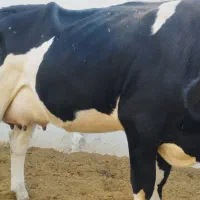 گوساله تلیسه آبستن گاو ابس گاو شیری|حیوانات مزرعه|کوهین, |دیوار