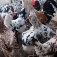 تخم مرغ|حیوانات مزرعه|شهرضا, |دیوار