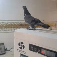 کبوتر عربی. شقشقی درجه یک