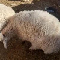 بره ماده چاق