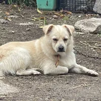 سگم گم شده|حیوانات|لنگرود, |دیوار