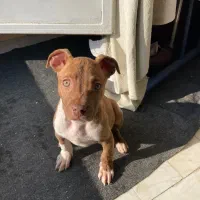 توله پیتبول دو ماهه