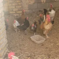 مرغو خروس فروشی|حیوانات مزرعه|کاشمر, |دیوار