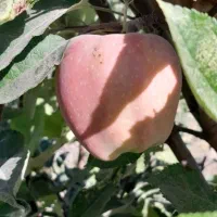 سیب زیر درختی