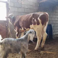 گوساله نر المانی|حیوانات مزرعه|شادگان, |دیوار