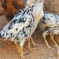 لاری|حیوانات مزرعه|نورآباد, |دیوار