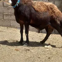 قوچ میش بره ماده کاور