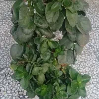 گل طبیعی
