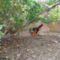 مرغ و خروس