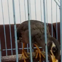 مرغ مینا