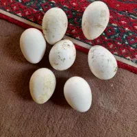 تخم بوقلمون سالم وبه شرط نطفه|حیوانات مزرعه|دزفول, |دیوار