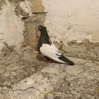 کفتر سینه دم سیاه