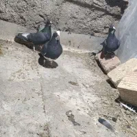 کبوتر  پلنگ فقط معامعله با زاغ دم سفید|پرنده|نرماشیر, |دیوار