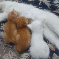 بچه گربه پرشین