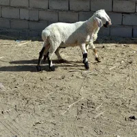 ۲عددبره نره|حیوانات مزرعه|بم, |دیوار