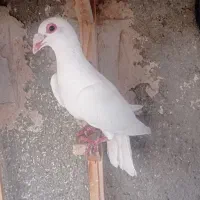 دوتاکفترپرشی قلدر