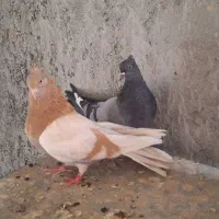 کبوتر اصفهانی