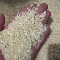 برنج درجه یک کامفیروزی