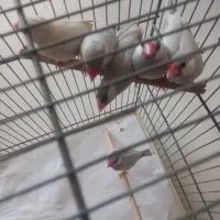 فنچ نرگسی|پرنده|قم, بنیاد|دیوار